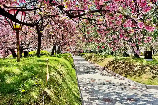 広島造幣局花のまわりみち